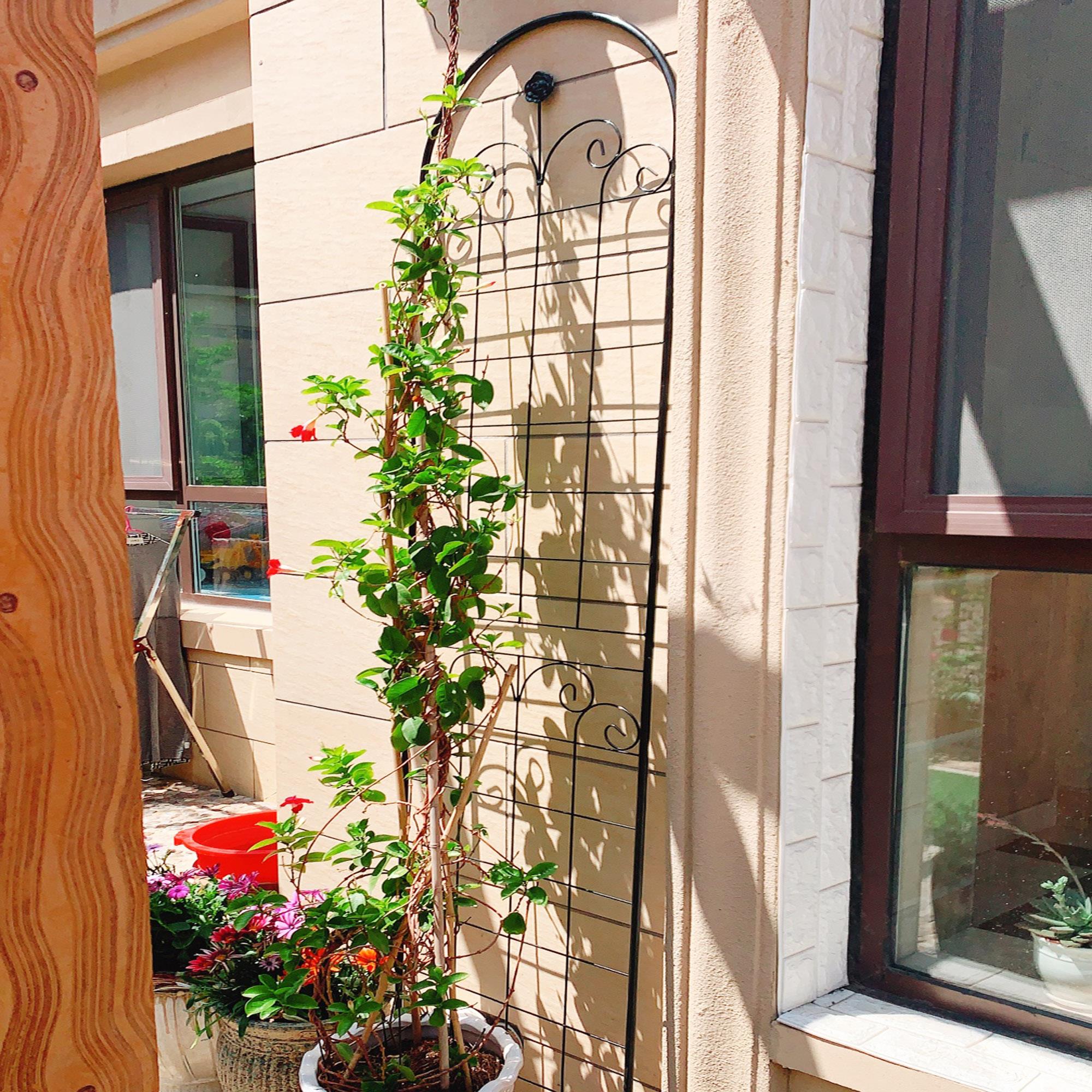 Metal Garden Trellis For Outdoor Climbing Plants